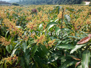 桂七芒果（袋苗地苗）   台农芒果（袋苗地苗） 