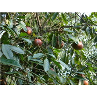 大果红花油茶价格/广东大果红花油茶产量高 