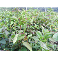 贵州大果红花油茶苗多少钱-四川大果红花油茶苗 