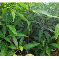 广西桂七芒果苗报价-百色桂七芒果苗-桂七芒果苗 