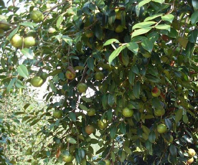 岑溪软枝油茶实生苗-岑溪软枝油茶嫁接苗 