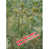 板栗苗 板栗树  板栗果 板栗小苗 栗子油栗树 油栗 