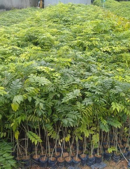 海南黄花梨苗#海南黄花梨基地＃降香黄檀 