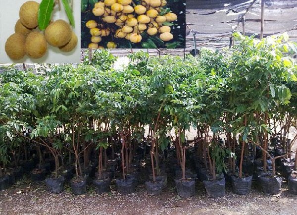 石硖龙眼苗报价#广东石硖龙眼苗种植技术 