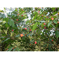 广西大果红花油茶苗哪家好-广东大果红花油茶苗 