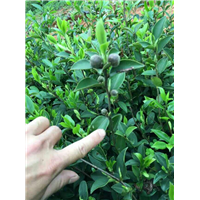 批发岑溪软枝油茶苗@岑溪软枝油茶苗价格@广西岑溪软枝油茶苗 