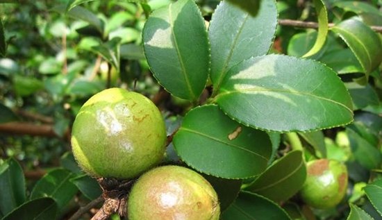 软枝油茶苗批发#广西岑溪软枝油茶苗哪家好 