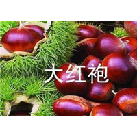 大板栗苗@大红袍板栗苗@板栗苗 
