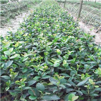 广西岑溪软枝油茶苗种植-广东省岑溪软枝油茶苗 