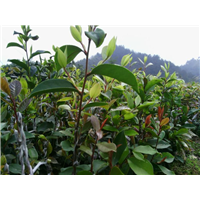 软枝油茶苗报价%广西岑溪软枝油茶苗成活率高 
