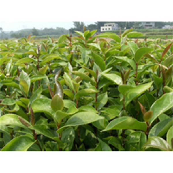 广西哪里有岑溪软枝油茶苗-广东岑溪软枝油茶苗 