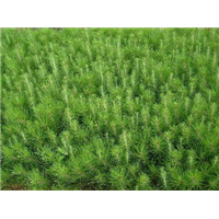 广西湿地松苗-南宁湿地松苗批发-河池湿地松苗种植基地 
