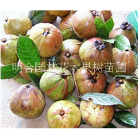 大果红花油茶%广西大果红花油茶哪家好 