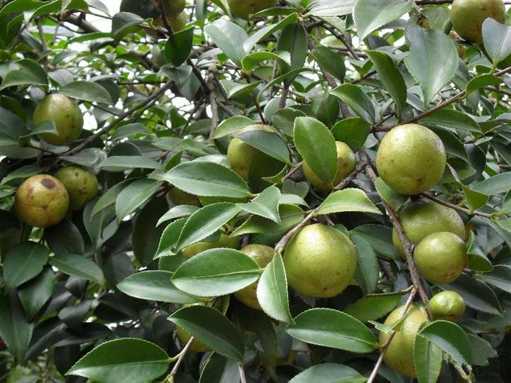 软枝油茶苗报价%浙江岑溪软枝油茶苗哪家好 
