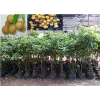 石硖龙眼苗报价#广东石硖龙眼苗种植技术 