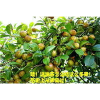岑溪软枝油茶苗@岑溪软枝油茶3号@岑溪软枝油茶2号 