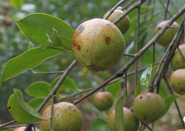 南宁岑溪软枝油茶苗基地-贵港岑溪软枝油茶苗种植基地 