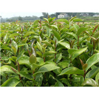 广西哪里有岑溪软枝油茶苗-广东岑溪软枝油茶苗 