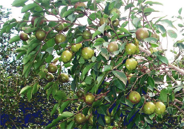 广西钦州市大量供应岑溪软枝油茶苗 