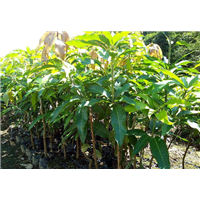 玉林绿化芒果袋苗基地-梧州绿化芒果袋苗怎么种 
