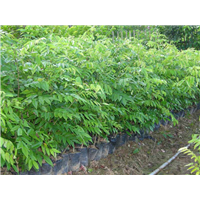 海南黄花梨批发#海南黄花梨种植技术 