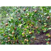 贵州岑溪软枝油茶苗供应-四川岑溪软枝油茶苗 