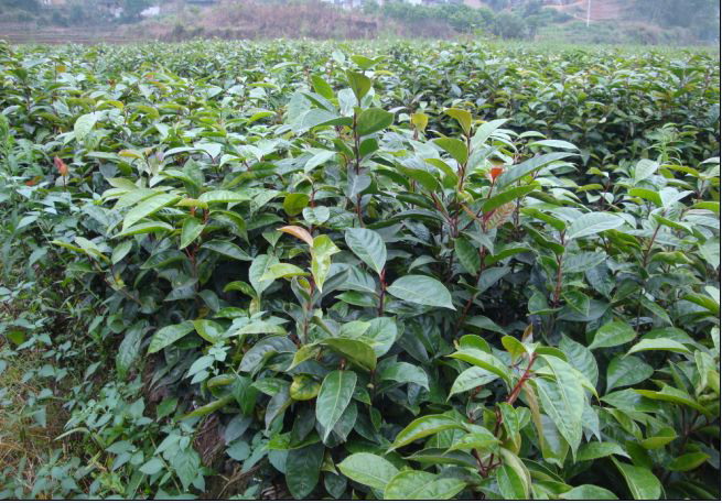 玉溪大果红花油茶苗批发-大理大果红花油茶苗种植技术 