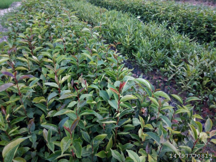 岑溪软枝油茶苗报价%广西岑溪软枝油茶 