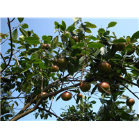 云南哪里有大果红花油茶苗-福建大果红花油茶苗 
