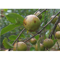 玉林岑溪软枝油茶苗基地-梧州岑溪软枝油茶苗种植基地 