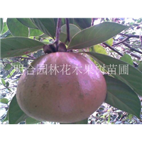 钦州大果红花油茶@大果红花油茶苗圃 