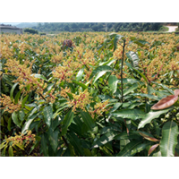 桂七芒果（袋苗地苗）   台农芒果（袋苗地苗） 