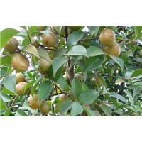 百色岑溪软枝油茶苗批发-河池岑溪软枝油茶苗种植技术 