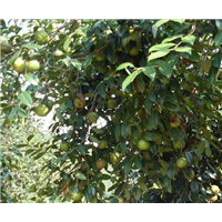 岑溪软枝油茶实生苗-岑溪软枝油茶嫁接苗 
