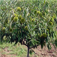 广东板栗苗种植基地-云南板栗苗-板栗苗 