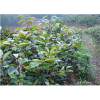 江西大果红花油茶苗种植-海南省大果红花油茶苗 