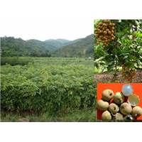 石硖龙眼苗批发#石硖龙眼苗种植指导 