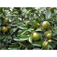 岑溪软枝油茶苗批发%湖南岑溪软枝油茶苗怎么种 