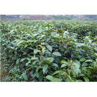 崇左大果红花油茶苗批发-来宾大果红花油茶苗种植技术 
