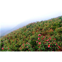岑溪软枝油茶苗@岑溪软枝油茶苗联系方式 