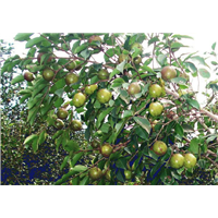 广西钦州市大量供应岑溪软枝油茶苗 