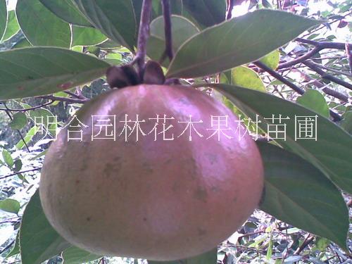 钦州大果红花油茶@大果红花油茶苗圃 
