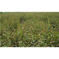 软枝油茶苗价格#福建岑溪软枝油茶苗怎么种 