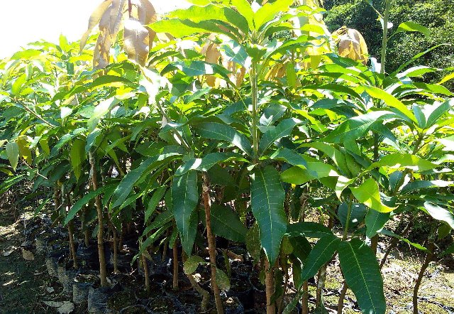 百色绿化芒果袋苗批发-河池绿化芒果袋苗成活率高 