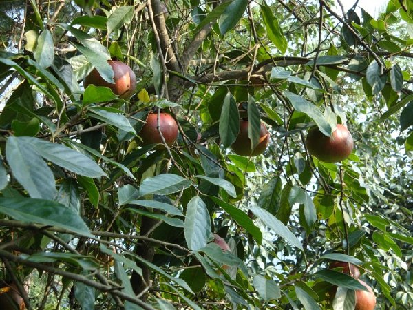 大果红花油茶价格/广东大果红花油茶产量高 
