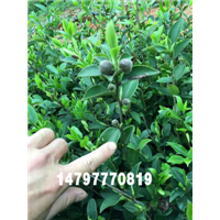 广西岑溪软枝油茶苗批发-岑溪软枝油茶苗种植技术 