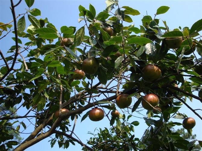 桂林大果红花油茶苗基地-钦州大果红花油茶苗成活率高 