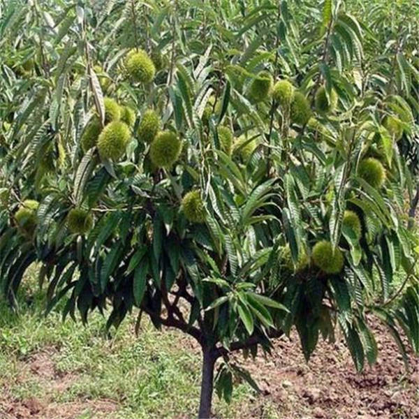 广东板栗苗种植基地-云南板栗苗-板栗苗 