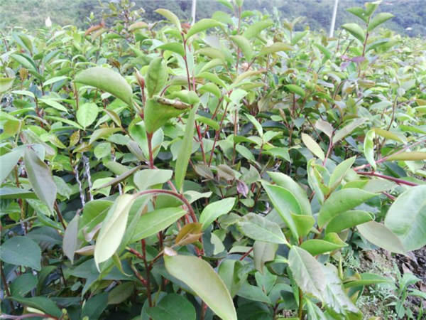 贵州大果红花油茶苗多少钱-四川大果红花油茶苗 