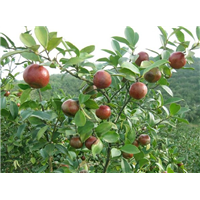大果红花油茶价格/广东大果红花油茶种植基地 